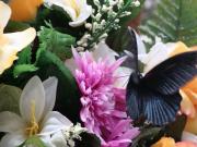 MACRO Farfalle 05